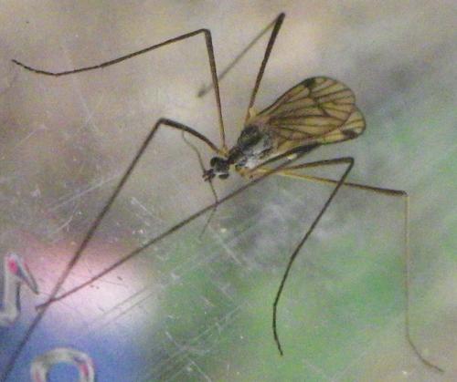Ormosia sp.